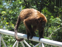 Alouatta guariba
