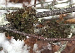 Tuckermanopsis orbata