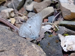 Lestranicus transpectus