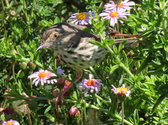 Prinia maculosa maculosa