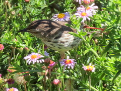 Prinia maculosa maculosa