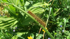 Malacosoma castrense
