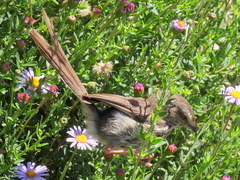 Prinia maculosa maculosa
