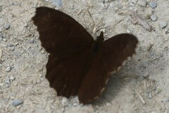 Panyapedaliodes drymaea