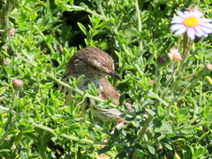 Prinia maculosa maculosa