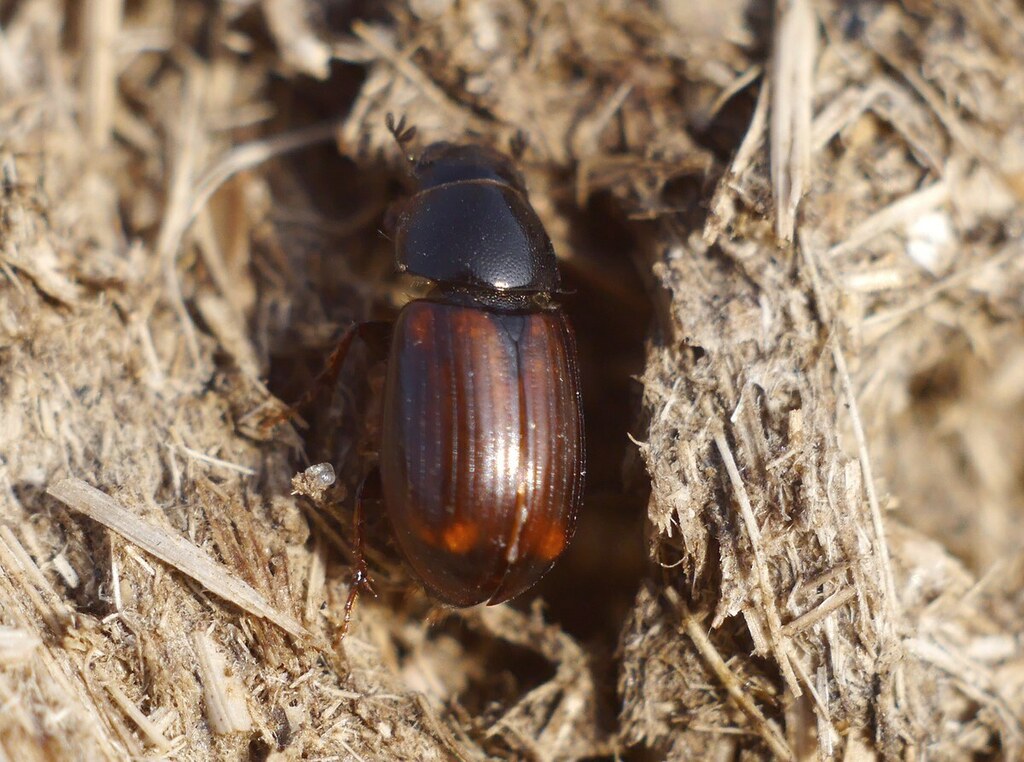 Nobius serotinus