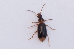 Notoxus monoceros