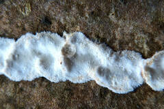 Fungi