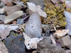 Lestranicus transpectus