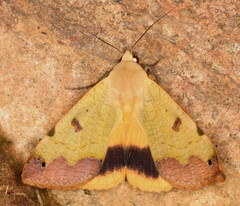 Ophiusa tirhaca
