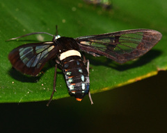 Autochloris whitelyi