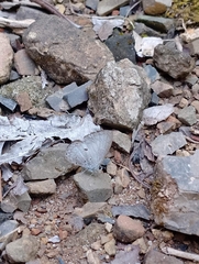 Lestranicus transpectus