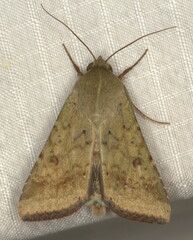 Pandesma quenavadi