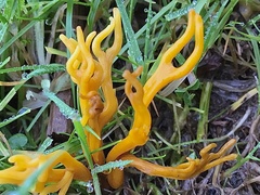 Clavulinopsis corniculata