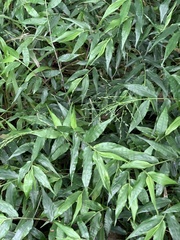 Ichnanthus pallens
