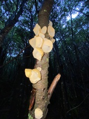 Aleurodiscus vitellinus