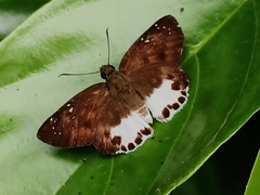 Tagiades ultra