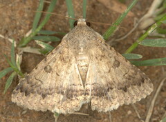 Pandesma robusta