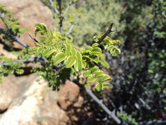 Erythrophysa alata