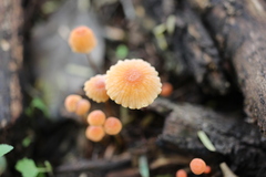 Mycena acicula