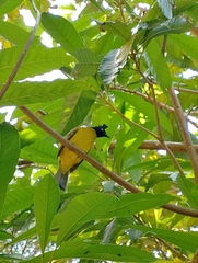 Rubigula flaviventris