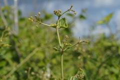 Commicarpus plumbagineus