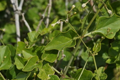 Commicarpus plumbagineus