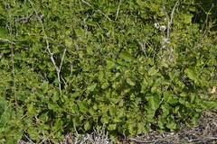 Commicarpus plumbagineus