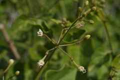 Commicarpus plumbagineus