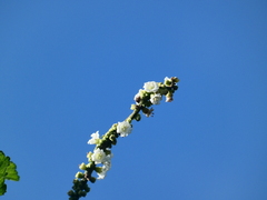 Varronia curassavica