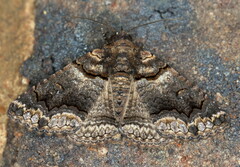 Pericyma atrifusa