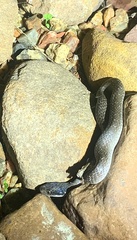 Crotaphopeltis hotamboeia