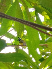 Rubigula flaviventris
