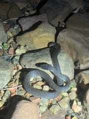 Crotaphopeltis hotamboeia