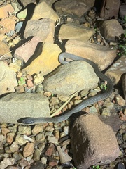 Crotaphopeltis hotamboeia
