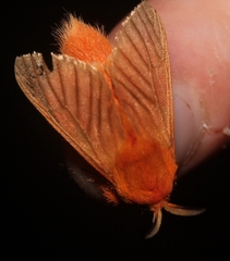 Zygaenoidea