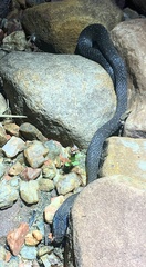 Crotaphopeltis hotamboeia