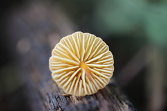 Mycena acicula