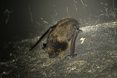Eptesicus nilssonii