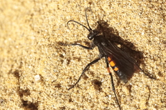 Anoplius viaticus
