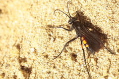 Anoplius viaticus