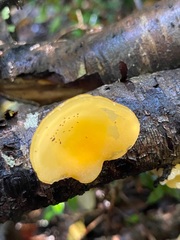 Aleurodiscus vitellinus