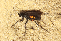 Anoplius viaticus