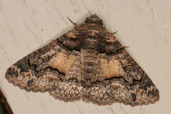 Pericyma atrifusa