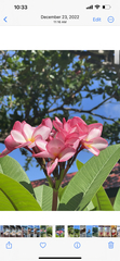 Plumeria rubra