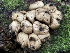 Apioperdon pyriforme