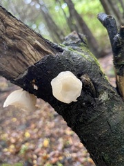 Aleurodiscus vitellinus