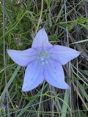 Wahlenbergia undulata