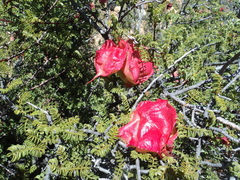 Erythrophysa alata