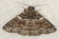 Pericyma atrifusa